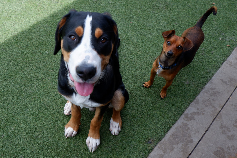 two dogs looking up at camera